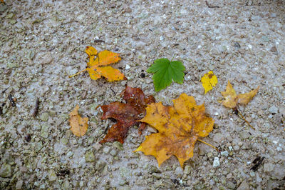 High angle view of yellow autumn leaf