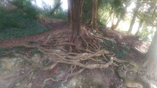 Trees in forest