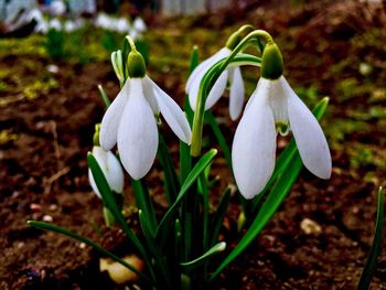 Close-up of white flowers