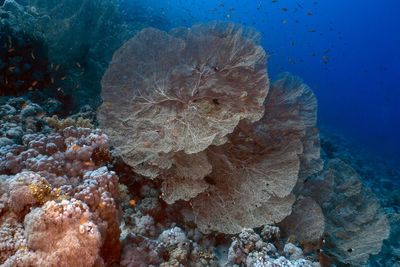 Giant gorgonian sea fans - subergorgia hicksoni - in the red sea, egypt