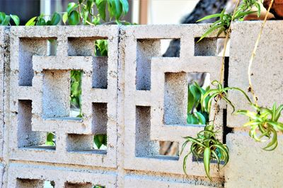 Close-up of green plant against wall