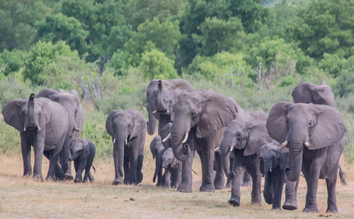 Elephants walking on field