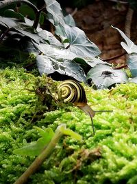 Close-up of snail on plant