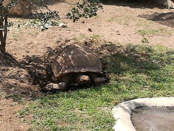 High angle view of cat lying on grass