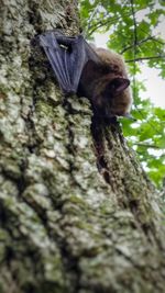 Close-up of monkey on tree trunk