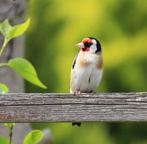 Bird perching on wooden wall