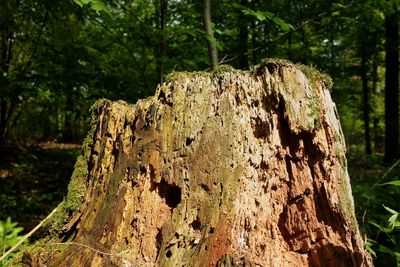 Close-up of tree trunk in forest