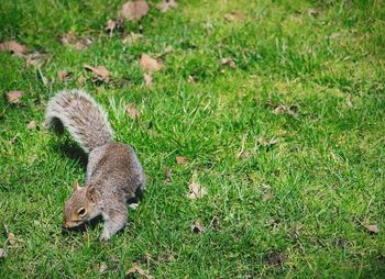 High angle view of squirrel on field