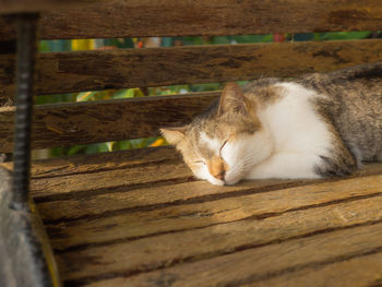 Close-up of cat lying on wood