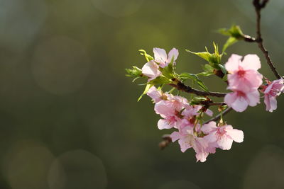 Close-up of pink cherry blossoms blooming outdoors