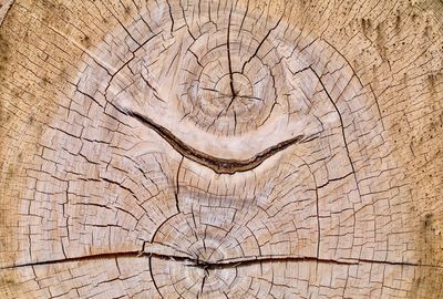 Full frame shot of tree stump