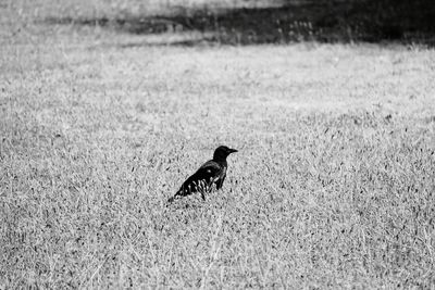 Bird perching on a field