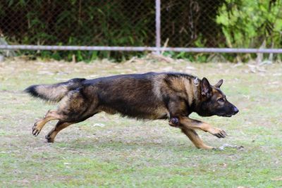 Side view of a dog running on grass