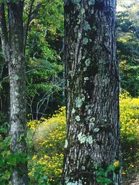 Trees in forest