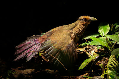 Close-up of bird perching on plant