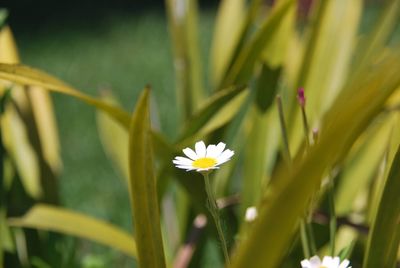 Close-up of white flowering plant