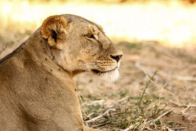 Close-up of lion