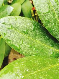 Close-up of green leaves