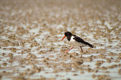 Side view of a bird on beach