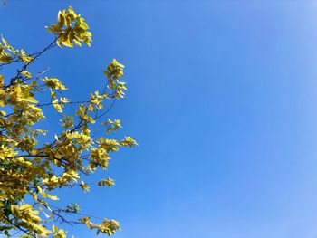 Low angle view of flowering plants against clear blue sky