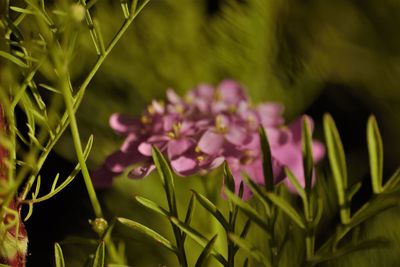 Close-up of purple flowering plant