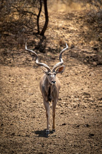 Male greater kudu walks down stony slope
