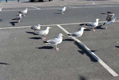 High angle view of seagulls on road