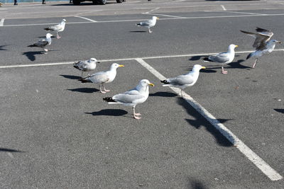 High angle view of seagulls on road