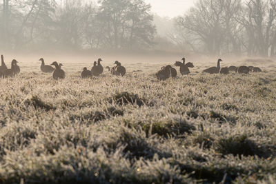 Large group of wild geese grazing in a field. cold winter morning.