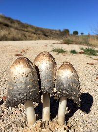 Close-up of landscape against clear sky