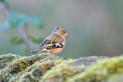 Close-up of bird perching on tree