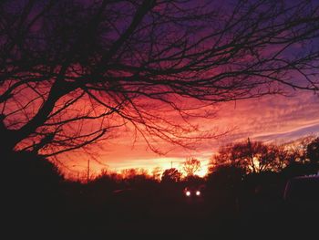 Silhouette of bare trees at sunset