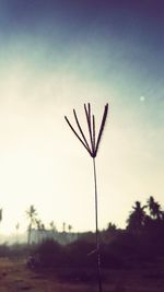 Close-up of grass against sky