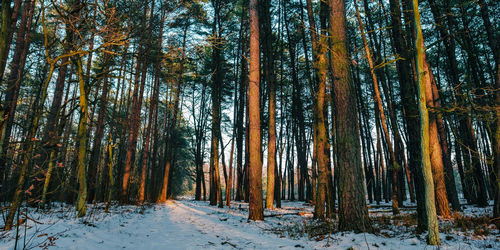 Trees in forest during winter