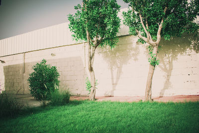 View of plants against built structure