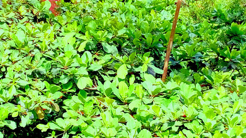 High angle view of plants growing on field