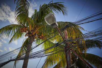 Low angle view of palm tree against sky