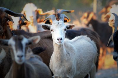 Portrait of goat