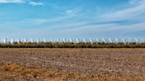 Scenic view of agricultural field against sky