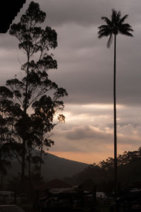 Palm trees against cloudy sky