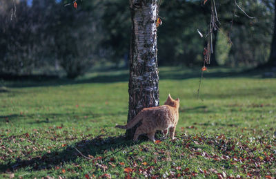 Deer in a forest