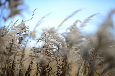 Close-up of plants against sky during winter