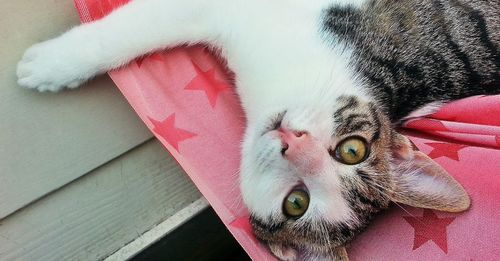 Close-up portrait of cat