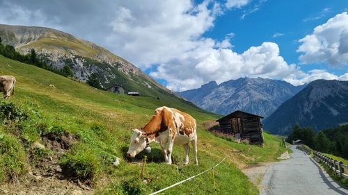 Walking in the alps