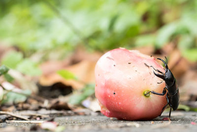 Close-up of apple