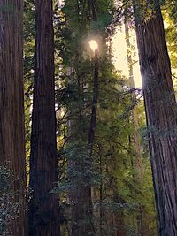 Pine trees in forest