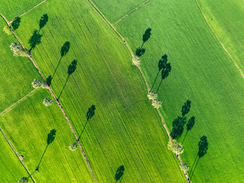 Aerial view of green rice field with trees in thailand. above view of agricultural field. rice plant