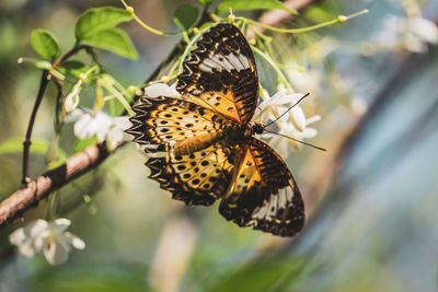 Close-up of butterfly on leaf