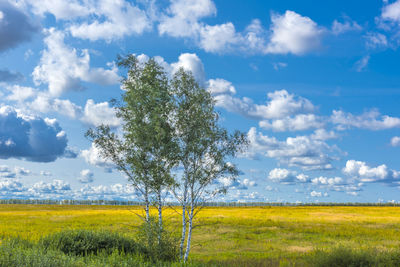 Scenic view of agricultural field against sky