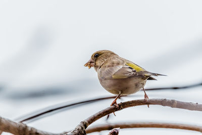 Close-up of bird perching on a branch